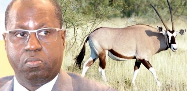 Affaire des gazelles oryx : Le Forum civil vilipende Abdou Karim SALL à l’Onu