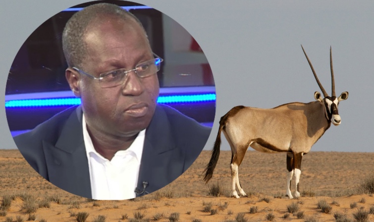 Nouvelles révélations explosives dans l’affaire des Gazelles Oryx: des conducteurs de Jakarta ont été recrutés pour traquer les bêtes