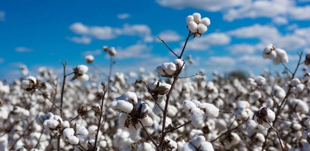 Relance de la filière coton : La production passe de 15 000 à 20 000 tonnes
