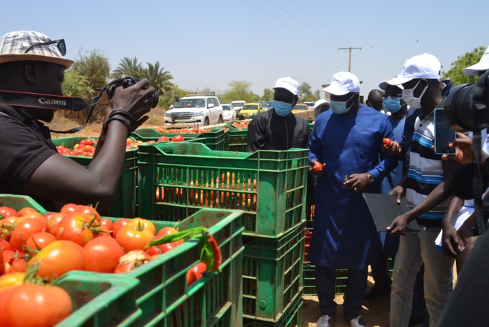 Insertion des jeunes : L’ANPEJ et la FAO lancent un programme de 23 fermes agricoles