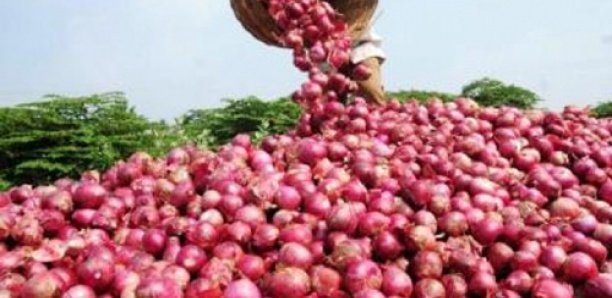 60 mille tonnes d'oignons en souffrance entre les communes de Pout, Ndiender et Keur Mousseu