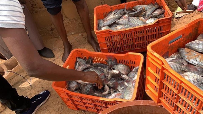 Première « récolte » de poissons du bassin piscicole de Kilim (Ouarkhokh, Djolof)