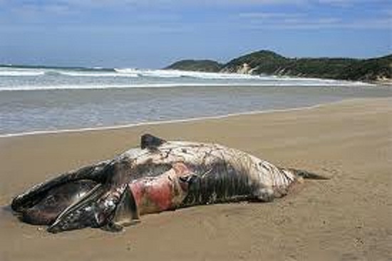 Mort mystérieuse de baleines : Greenpeace demande à Accra de faire la lumière