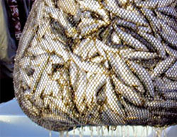 Ziguinchor : le tonnage de poisson débarqué augmente depuis 2010