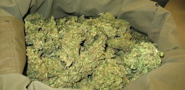 Bounkiling : BRS saisit 60 kg de chanvre indien à Faoune