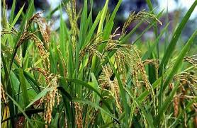 Macky veut une production en riz d’un million 80 mille tonnes