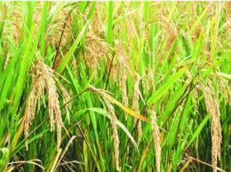 Conseil des ministres sur le riz, une différence de plus 500 mille tonnes