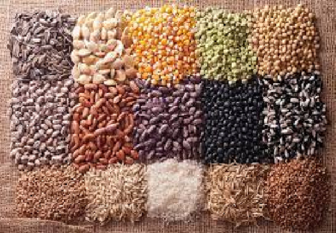 Kaolack - Mise en place des semences et intrants agricoles : Les producteurs toujours dans l'impasse
