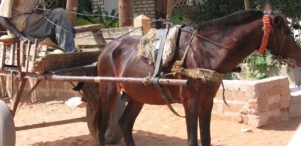 CHARRETIER TUÉ À KOUNOUNE : Déféré au parquet, l'élève en classe de Cm2 avoue le meurtre et déroule le film