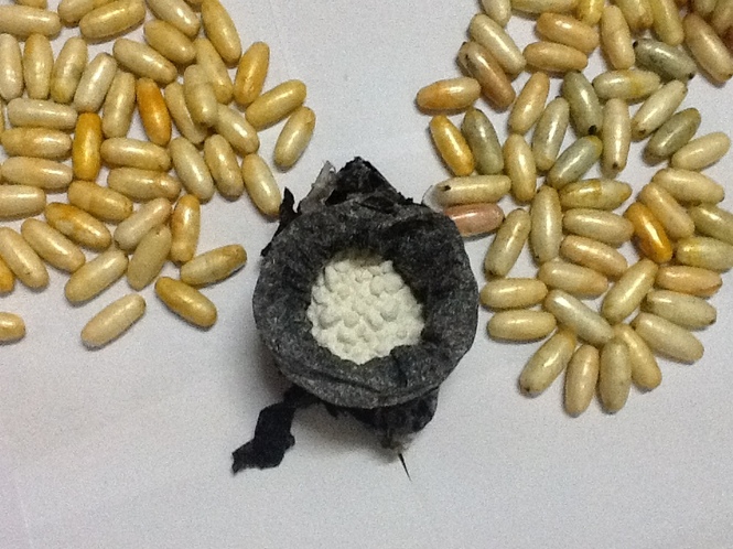 Cocaïne : Plus de 600 milliards FCFA en Afrique de l’Ouest