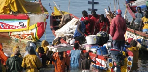 Grève des travailleurs du secteur primaire : Les pêcheurs aux abois