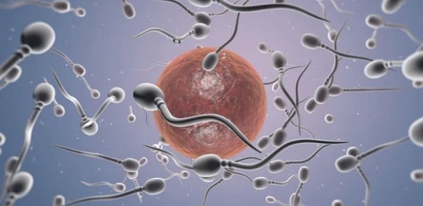 Une étude révèle un déclin de la concentration en spermatozoïdes