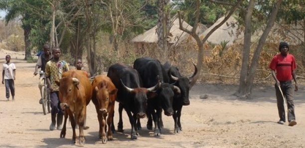 Louga : Gorgui Ba déféré au parquet pour vol de bétail portant sur 11 moutons