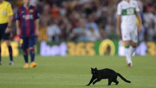 Un chat noir s'invite au Camp Nou