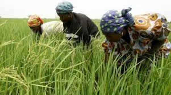 New Delhi débourse 31 milliards de francs CFA pour la riziculture sénégalaise