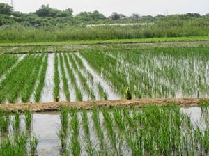 Fatick: la vallée de Fayil renoue avec la culture du riz