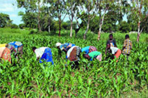 LOUGA / CAMPAGNE AGRICOLE : L’espoir renaît chez les agriculteurs.