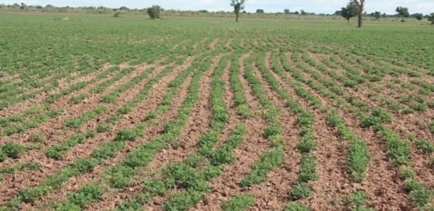 Bradage de milliers d'hectares de terres par des promoteurs : Le ras-le-bol des agriculteurs de Diender