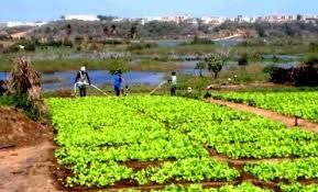 755 532 ménages s'adonnent à l'agriculture (recensement)