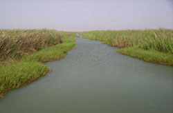 Anambé : des acteurs veulent l’application de la charte du domaine irrigué