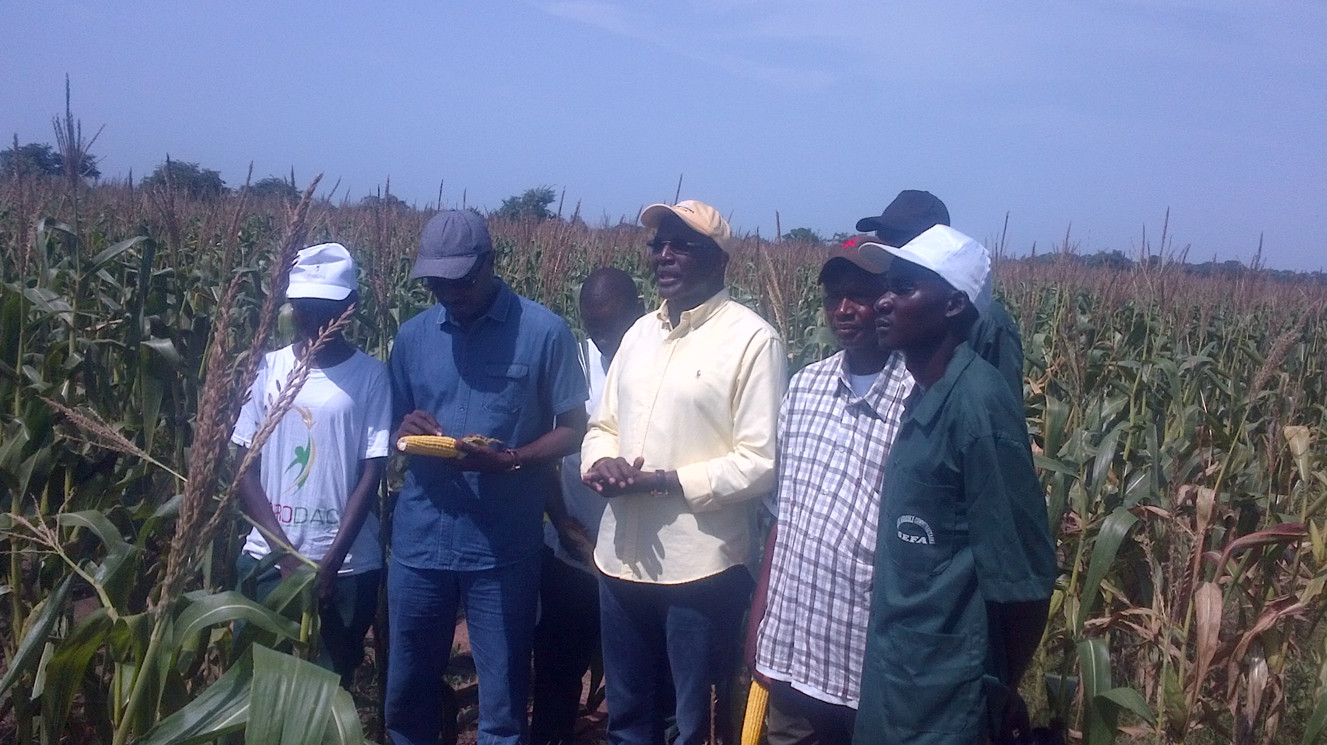 Séfa (région de Sedhiou), les douze mille tonnes de production de maïs ont Trouvé acquéreur
