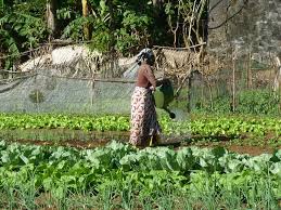 Plus  de 638.00  hectares  de terre accaparées au Sénégal