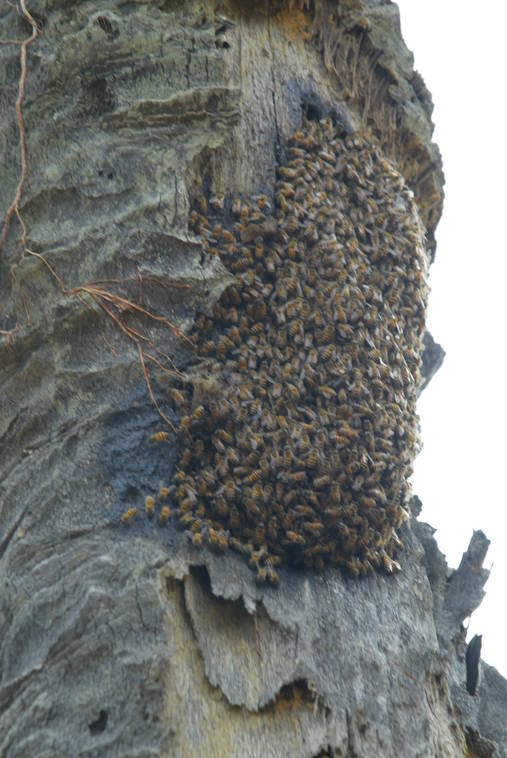 Vélingara : un homme tué par un essaim d’abeilles