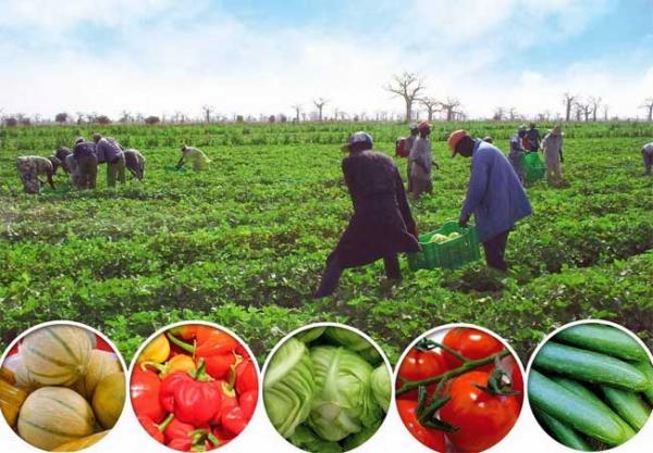 L’agriculture, le moteur de développement  selon le PM