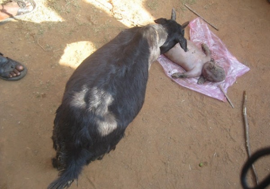 Nigéria : Une chèvre donne naissance à un   "humain"