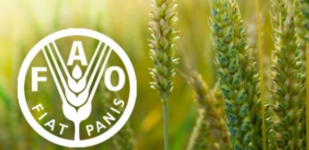Les prix alimentaires mondiaux ont baissé de 20,5% sur un an, selon la FAO