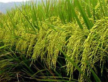Casamance : l'ANCAR engagée dans l'amélioration de la production de riz fluvial