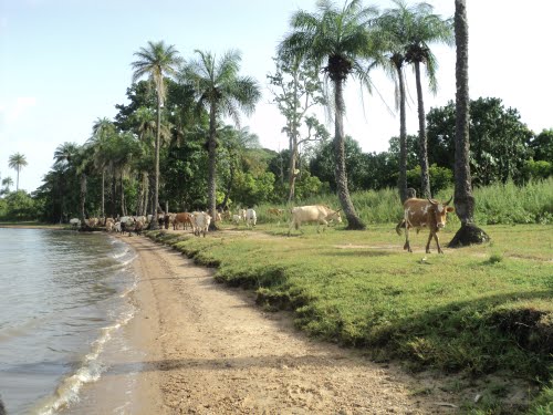 Mangaroungou : un homme retrouvé  mort !