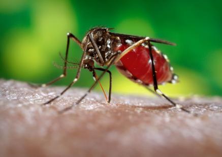 Apparition de cas de chikungunya : le Sénégal lance une campagne de prévention