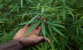 VELINGARA : un champ de cannabis démantelé à Sadaga.