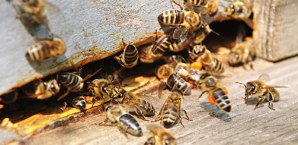 Attaque d'abeilles à Mbacké: Un chef de village et 2 femmes évacués à l'hôpital