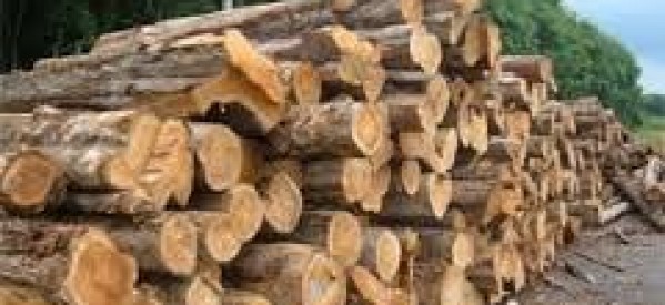 Gossas confronté au phénomène de la déforestation (spécialiste)