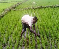 Un financement d’environ 120 milliards 767 millions de francs CFA de la Banque mondiale pour l’agriculture sénégalaise