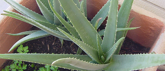 Perdre du poids grâce à l’aloe vera