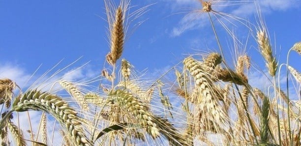 [Document] Voici les prix des semences pour la campagne agricole