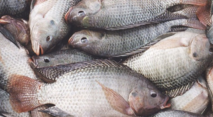 Pisciculture: 125 tonnes de poissons récoltées cette année à Ziguinchor