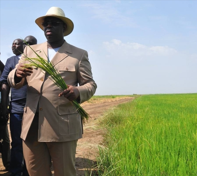 Fatick : Du riz en guise d'aide alimentaire pour 4325 ménages vulnérables