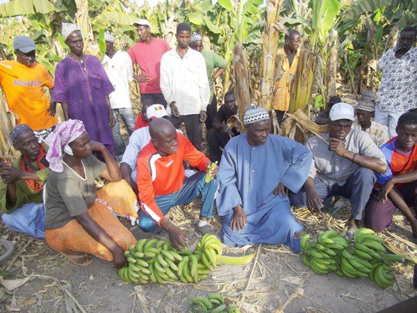 Tambacounda: 80 hectares de bannaneraies inondés dans la zone de Gouloumbou