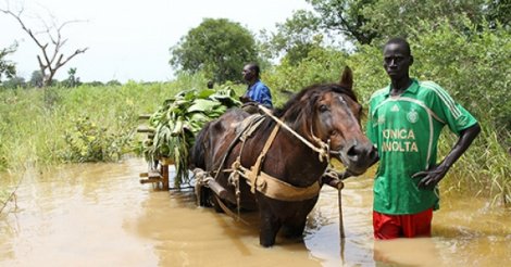 Montée des eaux du fleuve Gambie : Plusieurs ha de rizières et de bananeraies dévastés à Tamba