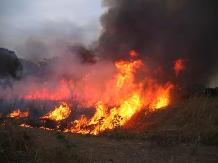 Le département de Linguère enregistre son premier cas de feu de brousse