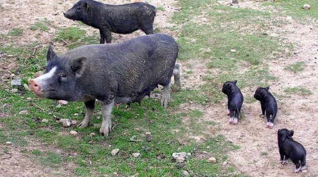 Pout : Un élevage de porcs révolte les populations