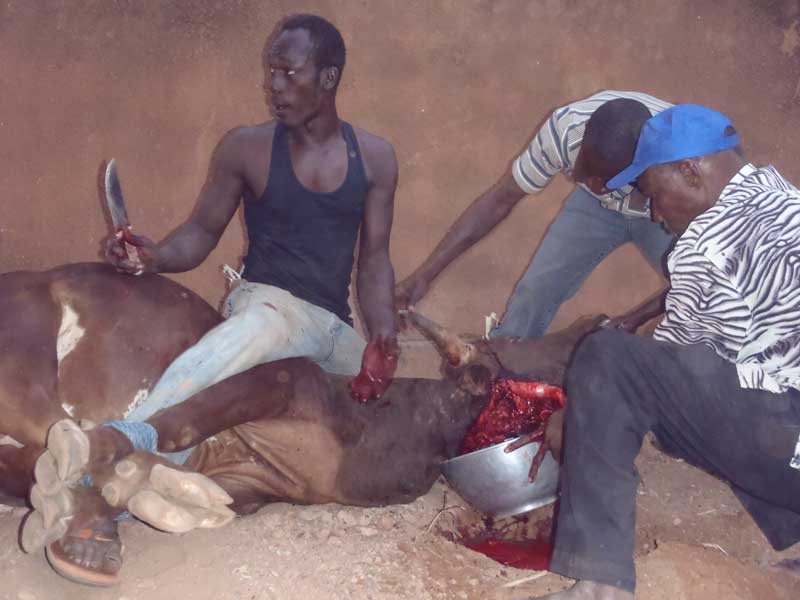 Terrorisme : Le sacrifice que les Saltigués préconisent  à Macky Sall