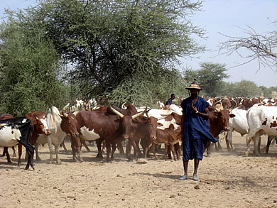 Fouta : Sa femme décède, il se coupe les parties intimes