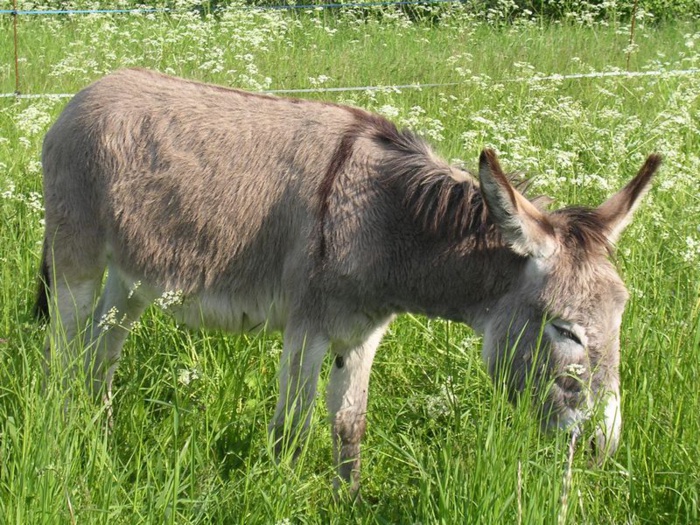 MBACKE : Un individu surpris en train de satisfaire sa libido sur un...âne
