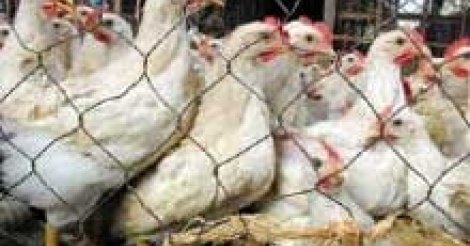Le Sénégal réalise un grand bond en avant dans le secteur de l’aviculture