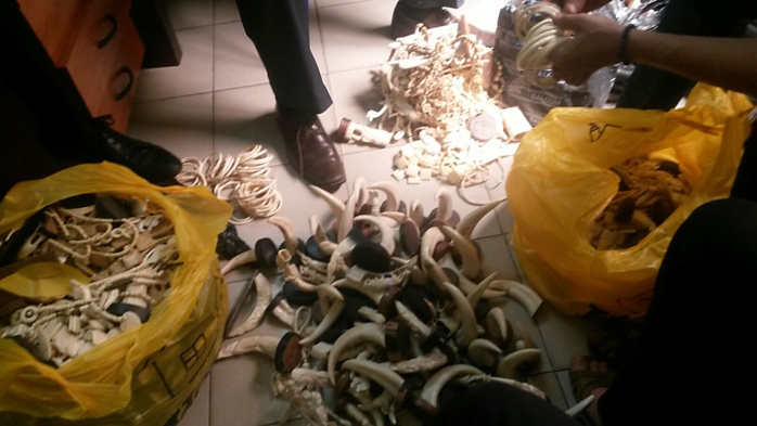 Trafic d’ivoire et justice sénégalaise : Une condamnation moins lourde que le poids de l’ivoire en Afrique